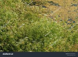 Attēlu rezultāti vaicājumam “Oenanthe aquatica leaf”