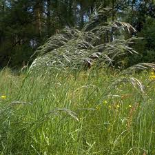 Attēlu rezultāti vaicājumam “Helictotrichon pratense”