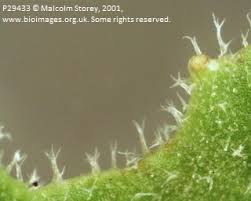 Attēlu rezultāti vaicājumam “Leontodon hispidus leaf”