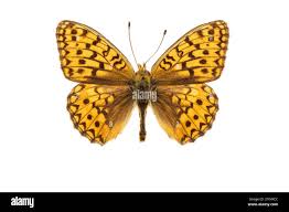 Attēlu rezultāti vaicājumam “Argynnis niobe”