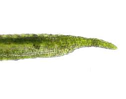 Attēlu rezultāti vaicājumam “Didymodon tophaceus”