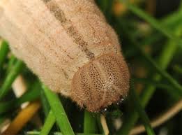 Attēlu rezultāti vaicājumam “Hipparchia alcyone”