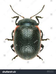 Attēlu rezultāti vaicājumam “Chrysolina sanguinolenta”