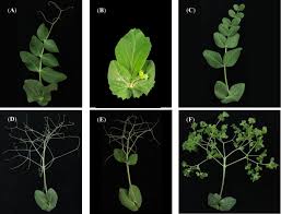 Attēlu rezultāti vaicājumam “Pisum sativum leaf”