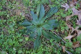 Attēlu rezultāti vaicājumam “Plantago lanceolata leaf”
