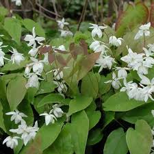 Attēlu rezultāti vaicājumam “Enteridium olivaceum young”