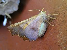 Attēlu rezultāti vaicājumam “Ennomos autumnaria male”