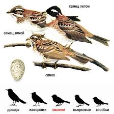 Image result for Emberiza rustica