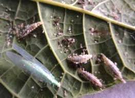 Attēlu rezultāti vaicājumam “Chrysopa eggs”