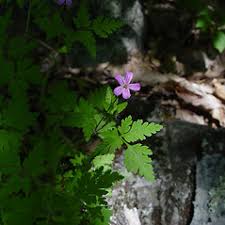 Attēlu rezultāti vaicājumam “Geranium robertianum leaf”