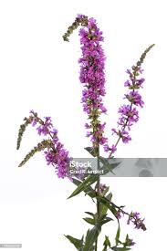 Attēlu rezultāti vaicājumam “Lythrum salicaria fruit”