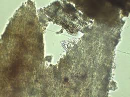 Attēlu rezultāti vaicājumam “Steccherinum bourdotii”