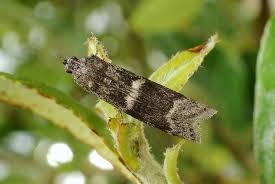 Attēlu rezultāti vaicājumam “Apomyelois bistriatella”