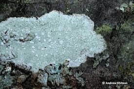 Attēlu rezultāti vaicājumam “Lecanora albella”