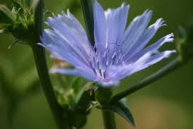 Attēlu rezultāti vaicājumam “Cichorium intybus flower”