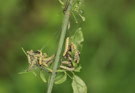 Attēlu rezultāti vaicājumam “Yponomeuta malinellus / cagnagella larva”