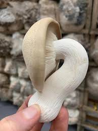 Attēlu rezultāti vaicājumam “Hypsizygus ulmarius”