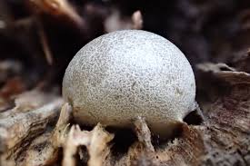 Attēlu rezultāti vaicājumam “Lycogala fuscoolearium young”