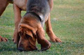 Image result for Carlisle BloodHounds