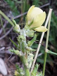Image result for Verbascum blattaria