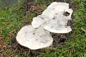 Attēlu rezultāti vaicājumam “Postia rennyi”