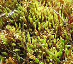 Attēlu rezultāti vaicājumam “Philonotis marchica sporophyte”