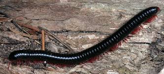 Attēlu rezultāti vaicājumam “Diplopoda”