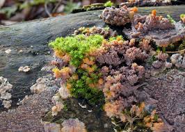 Attēlu rezultāti vaicājumam “Phlebia radiata”