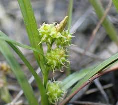 Attēlu rezultāti vaicājumam “Carex viridula flower”