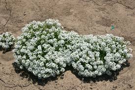 Attēlu rezultāti vaicājumam “Alyssum gmelinii”