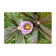 Attēlu rezultāti vaicājumam “Podophyllum hexandrum flower”