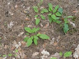 Attēlu rezultāti vaicājumam “Hieracium murorum leaf”