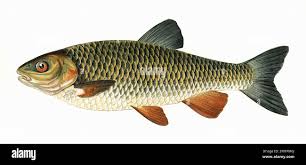 Image result for Squalius cephalus