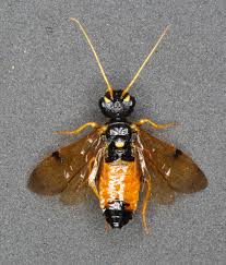 Attēlu rezultāti vaicājumam “Pamphiliidae”