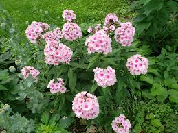 Image result for Phlox paniculata `Bright Eyes`