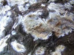 Attēlu rezultāti vaicājumam “Coniophora puteana”