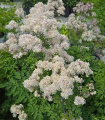 Attēlu rezultāti vaicājumam “Thalictrum aquilegifolium bud”