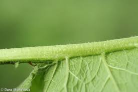 Attēlu rezultāti vaicājumam “Verbascum nigrum leaf”