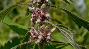 Attēlu rezultāti vaicājumam “Leonurus quinquelobatus”