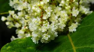 Attēlu rezultāti vaicājumam “Reynoutria sachalinensis flower”