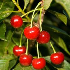 Attēlu rezultāti vaicājumam “Cerasus fruit”