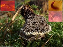 Attēlu rezultāti vaicājumam “Onnia triquetra”