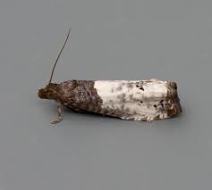 Attēlu rezultāti vaicājumam “Notocelia roborana”