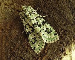 Attēlu rezultāti vaicājumam “Griposia aprilina”