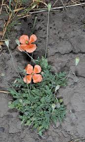 Attēlu rezultāti vaicājumam “Papaver”