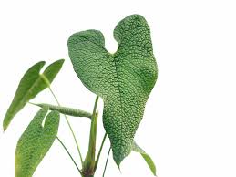 Attēlu rezultāti vaicājumam “Cliostomum corrugatum”