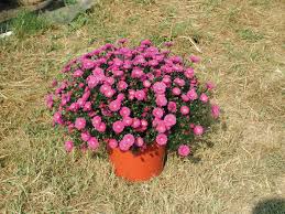 Image result for Aster novi-belgii