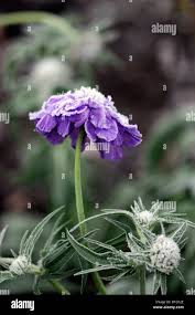 Image result for scabiosa caucasica