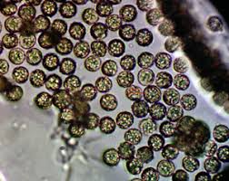 Attēlu rezultāti vaicājumam “Siphoptychium violaceum macro”