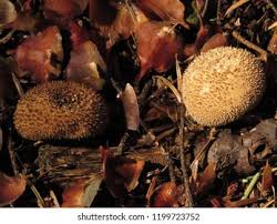 Attēlu rezultāti vaicājumam “Lycoperdon echinatum”